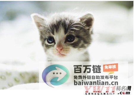 梦见猫要袭击我 解析与寓意 (梦见猫要袭击我,把老虎放进来了)